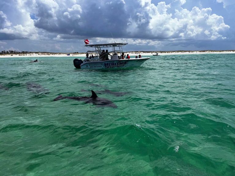 4 Hour Shell Island Private Tour 3 dolphins near boat