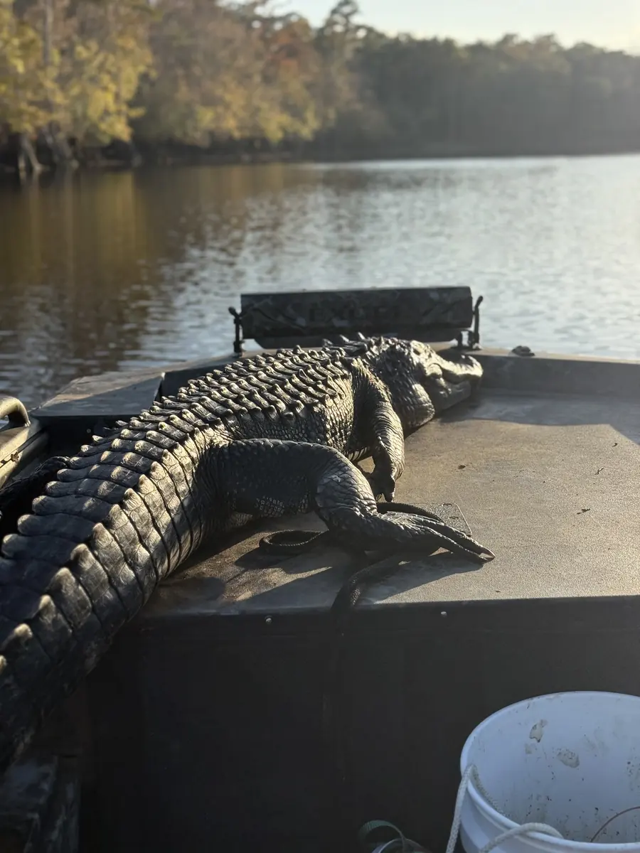 Guided Alligator Hunts 1 gator hunt boat river 1 - Panama City Pontoon Rentals and Jet Ski Tours