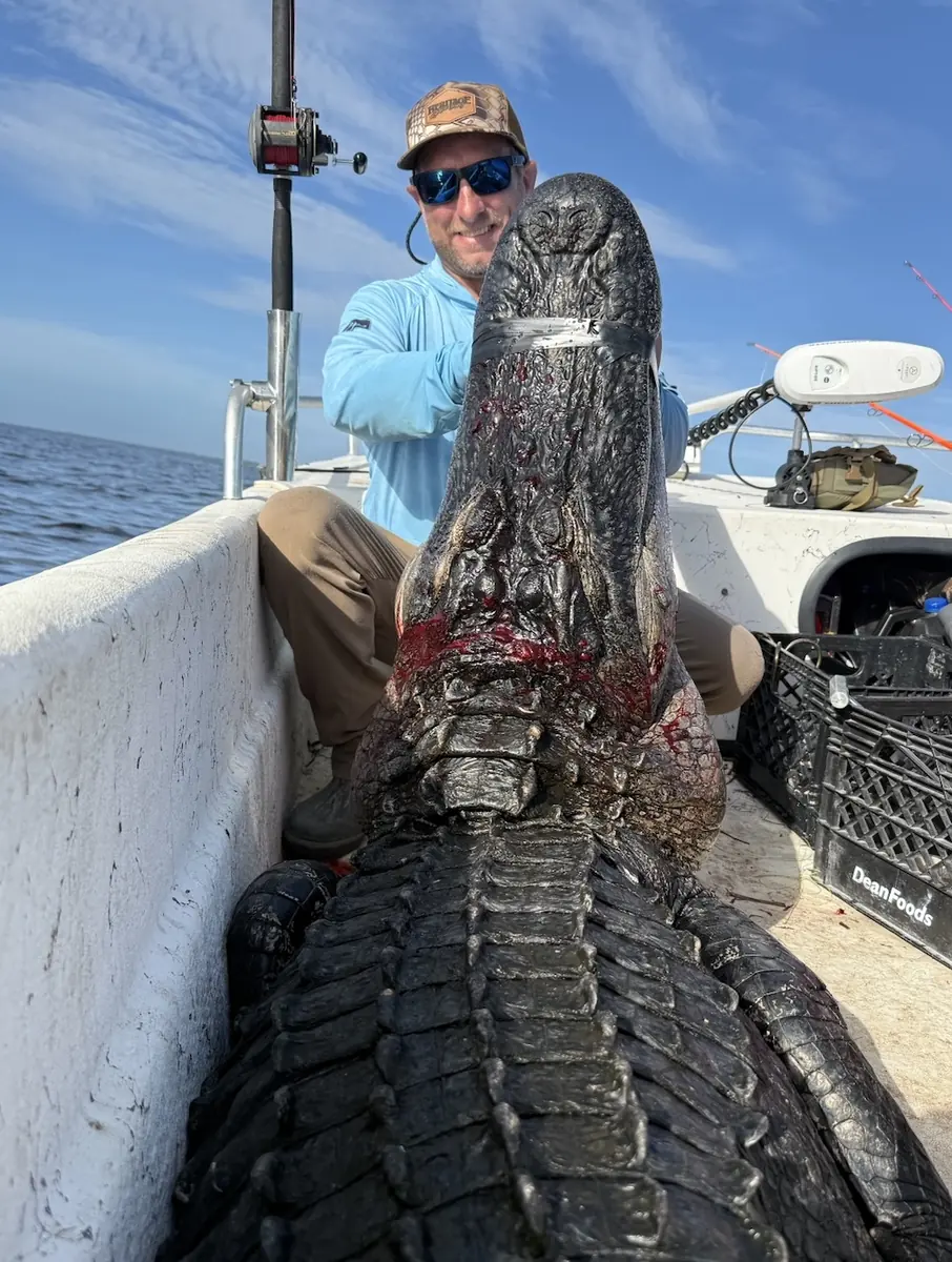 Florida Panhandle Guided Alligator Hunts 7 gator hunt tail 1 - Panama City Pontoon Rentals and Jet Ski Tours